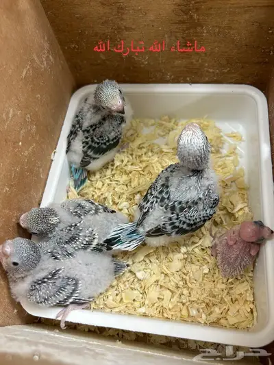 طيور حب منتجة فروخ وبيض انتاج محلي بادجي 4