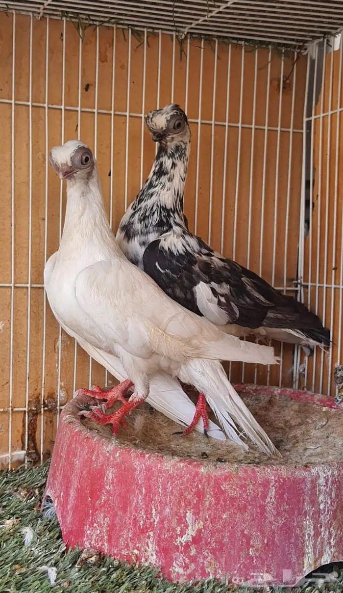 زوج كوري بودابست حجم صغير جدا (( تم اابيع )) 0