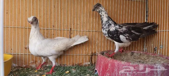 زوج كوري بودابست حجم صغير جدا (( تم اابيع )) 11