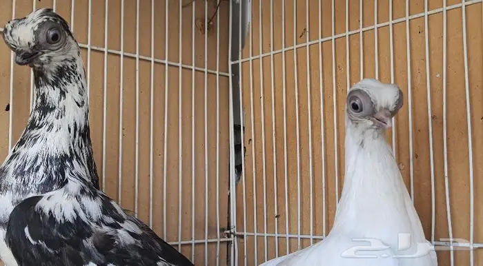 زوج كوري بودابست حجم صغير جدا (( تم اابيع )) 10