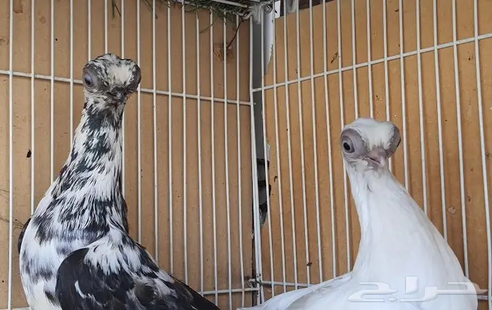 زوج كوري بودابست حجم صغير جدا (( تم اابيع )) 5