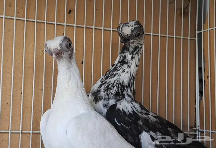 زوج كوري بودابست حجم صغير جدا (( تم اابيع )) 1