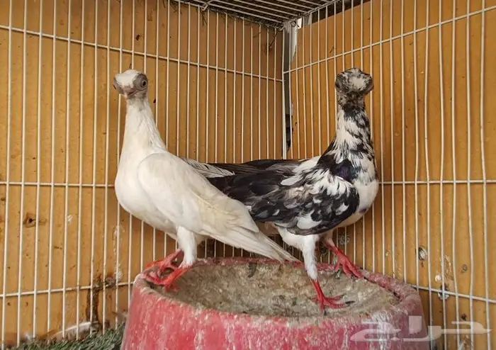 زوج كوري بودابست حجم صغير جدا (( تم اابيع )) 6