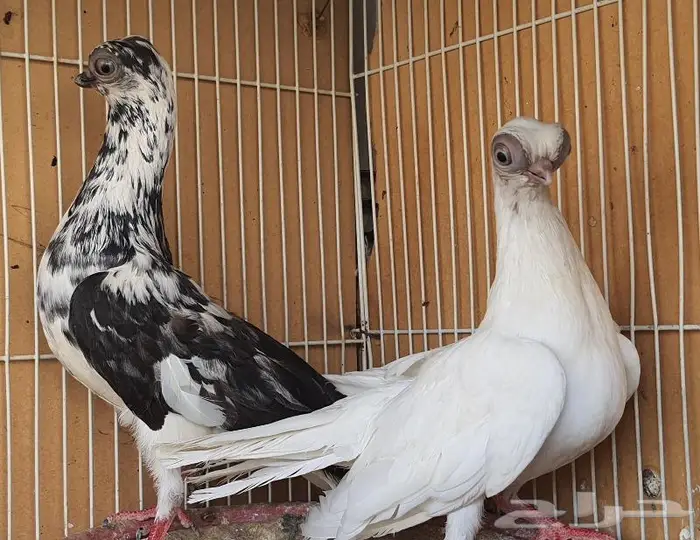 زوج كوري بودابست حجم صغير جدا (( تم اابيع )) 7