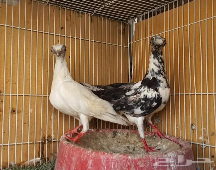 زوج كوري بودابست حجم صغير جدا (( تم اابيع )) 4