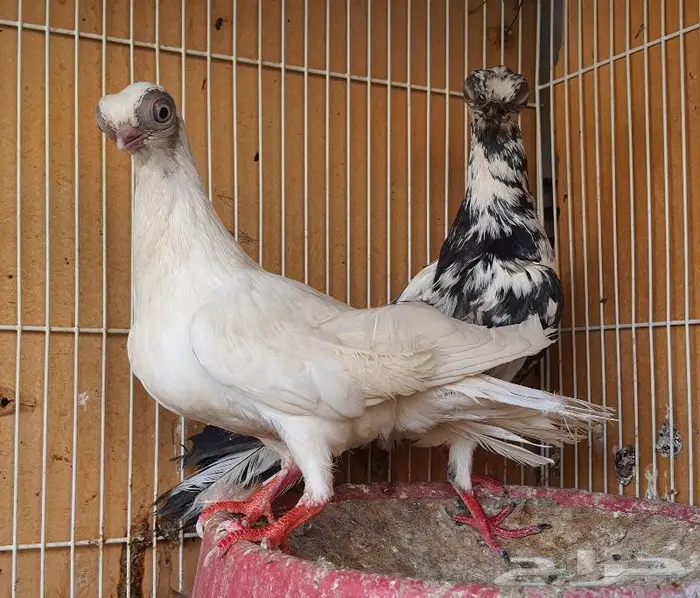 زوج كوري بودابست حجم صغير جدا (( تم اابيع )) 9