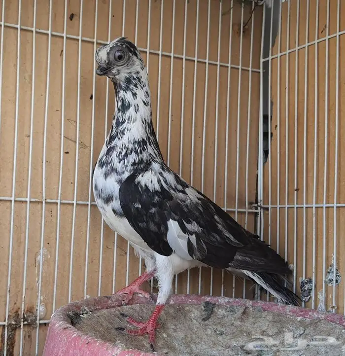 زوج كوري بودابست حجم صغير جدا (( تم اابيع )) 3