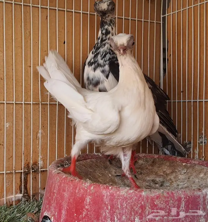 زوج كوري بودابست حجم صغير جدا (( تم اابيع )) 8