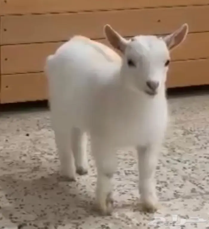 الماعز القزم شامل القفص 2