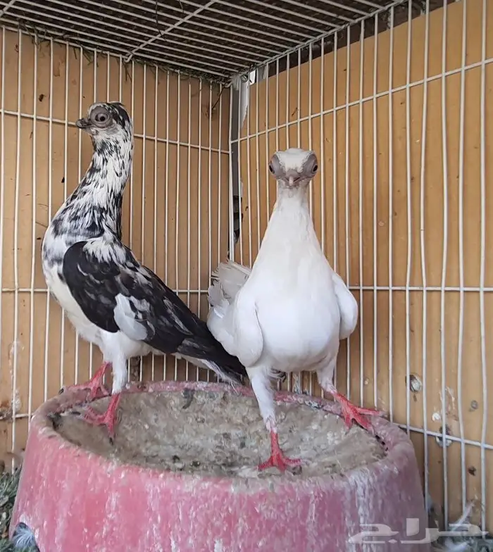 زوج كوري بودابست حجم صغير جدا (( تم اابيع )) 2