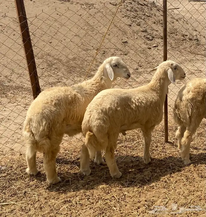 ذبايح طليان حري ذبح توصيل لباب بيتك نضمن لك الجودة والنظافة 1