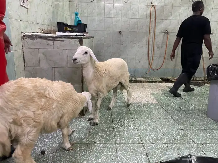 ذبايح وطليان حريه افضل وأجود الذبايح نضمن لك ذبيحتك 6