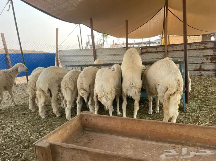 ذبايح وطليان حريه افضل وأجود الذبايح نضمن لك ذبيحتك 1