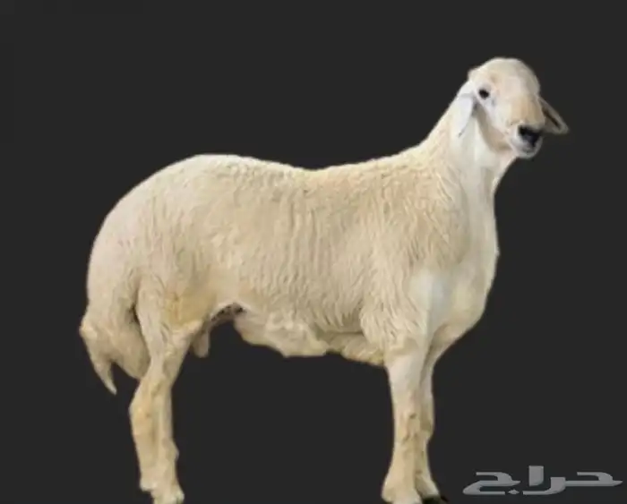 ذبايح طليان حري ذبح توصيل لباب بيتك نضمن لك الجودة والنظافة 0