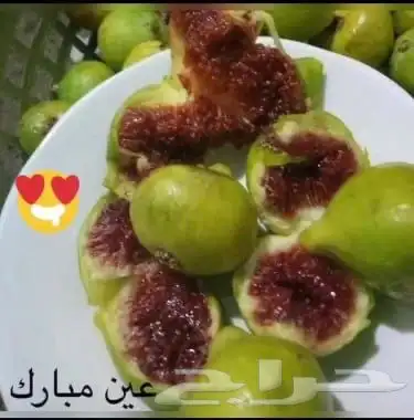 شتلات تين ومشمش 2