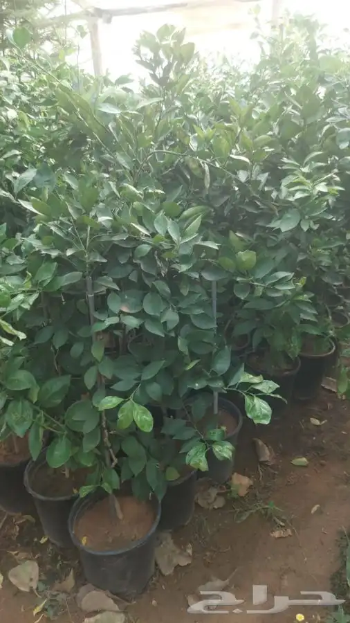 تركيب الثيل الطبيعي C2000 الفرنسي 16