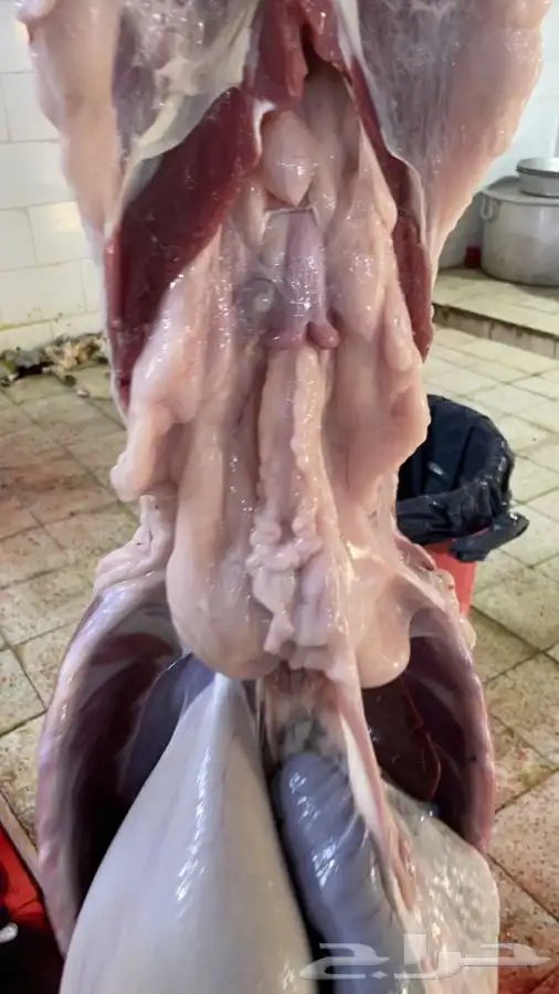 طليان سواكن وذبائح حريه نضمن لك جودتها ونظافتها من كل شي 3