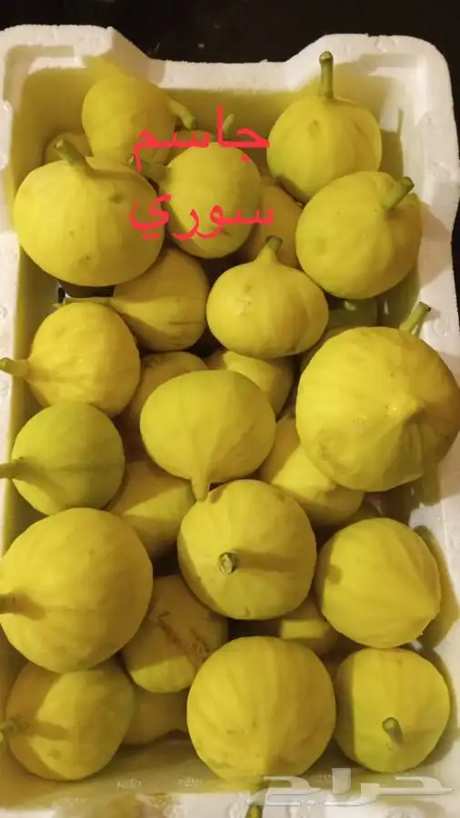 شتلات تين ومشمش 4
