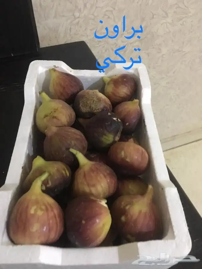 شتلات تين ومشمش 3