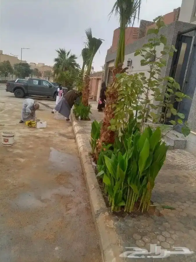 تركيب الثيل الطبيعي C2000 الفرنسي 14