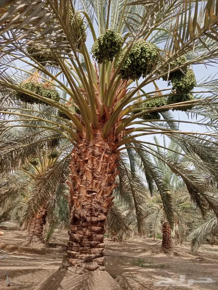 نخل ونقايل نجران اخلاص وبرحي 0