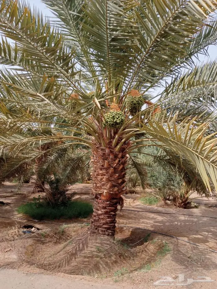نخل ونقايل نجران اخلاص وبرحي 1