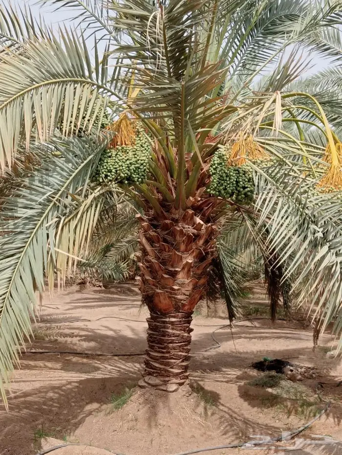 نخل ونقايل نجران اخلاص وبرحي 2