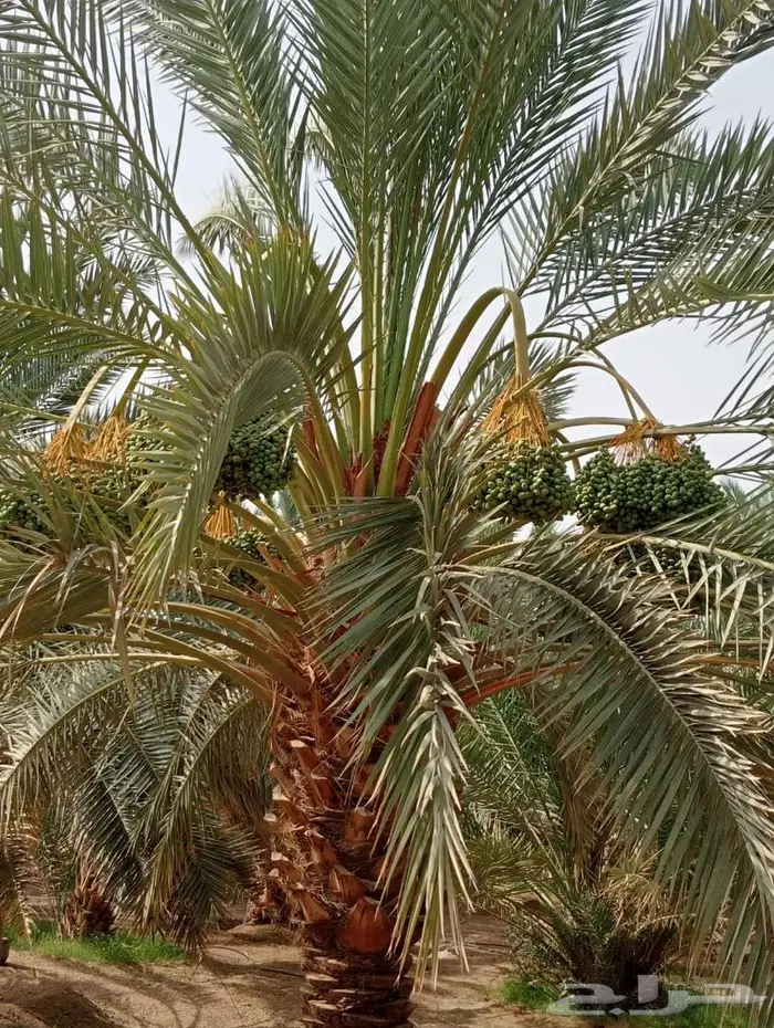 نخل ونقايل نجران اخلاص وبرحي 3