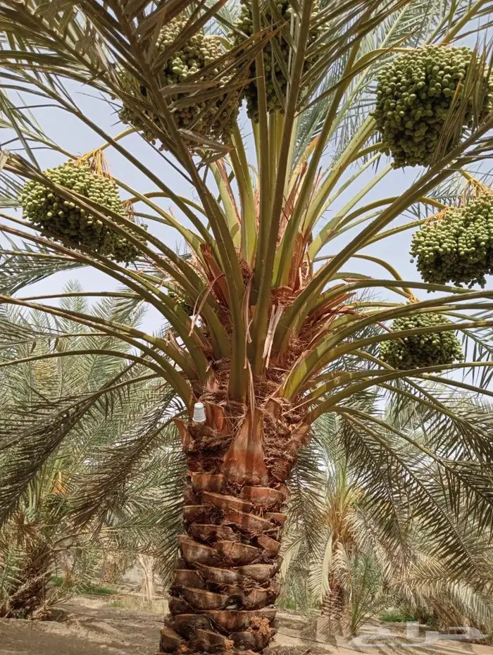 نخل ونقايل نجران اخلاص وبرحي 5