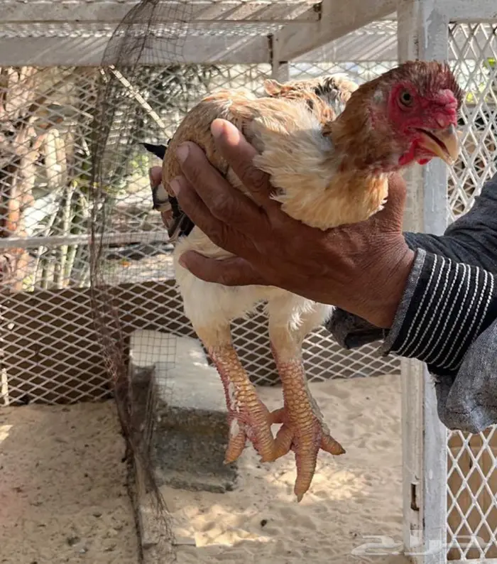 اعلان بيعه أندر و اغلى دجاج بالعالم 2