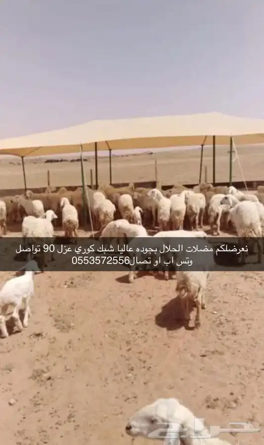 لبيع مضلات الحلال تصلح الغنام ولابل وتصلح مواقف سيارات 8