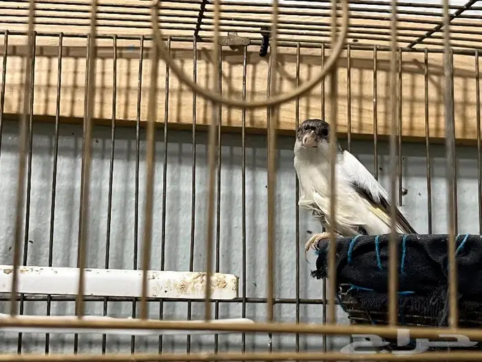 كناري مغرد 69