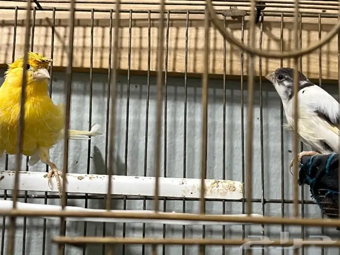 كناري مغرد 70