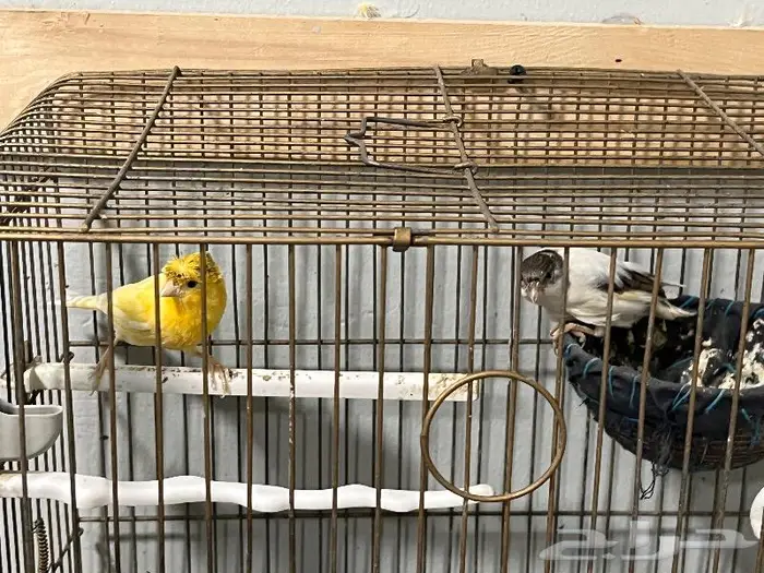 كناري مغرد 71