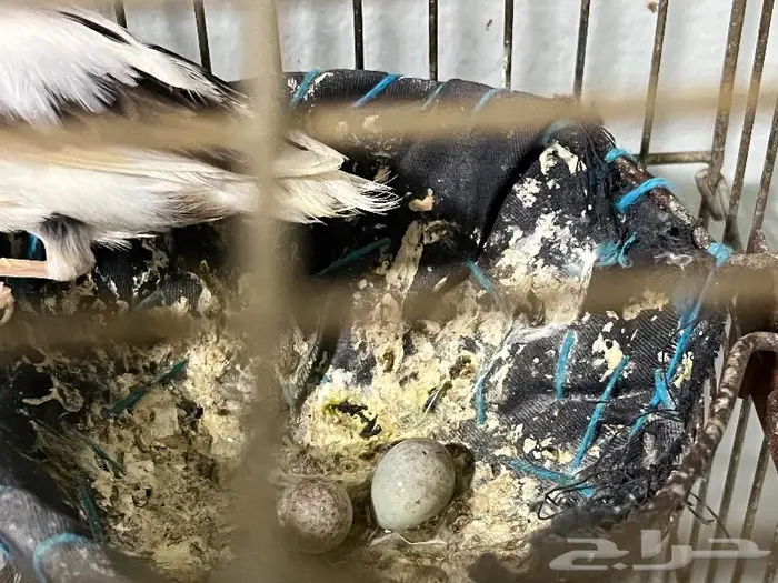 كناري مغرد 72