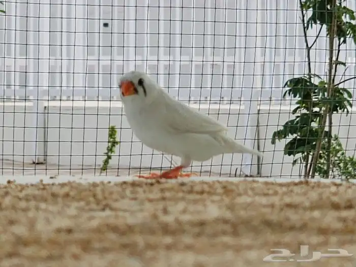 مربط ومنتجع 11