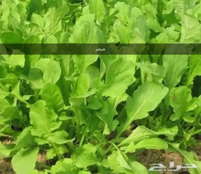 بذور خضروات. ورقيات 2