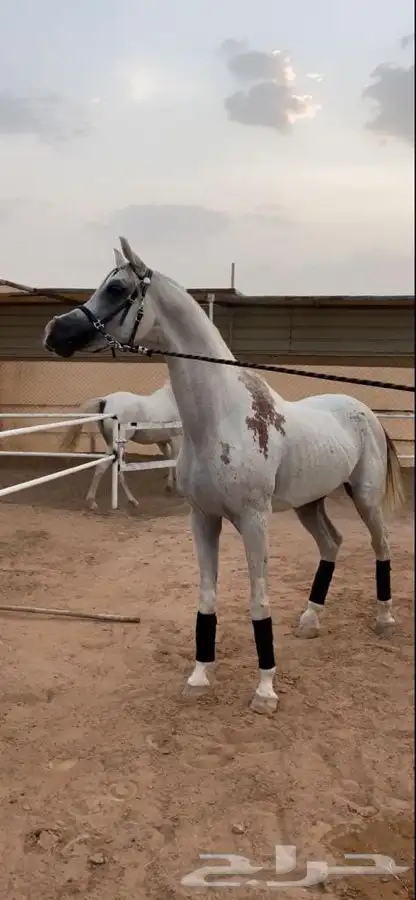 ايواء خيل طريق الخرج 0