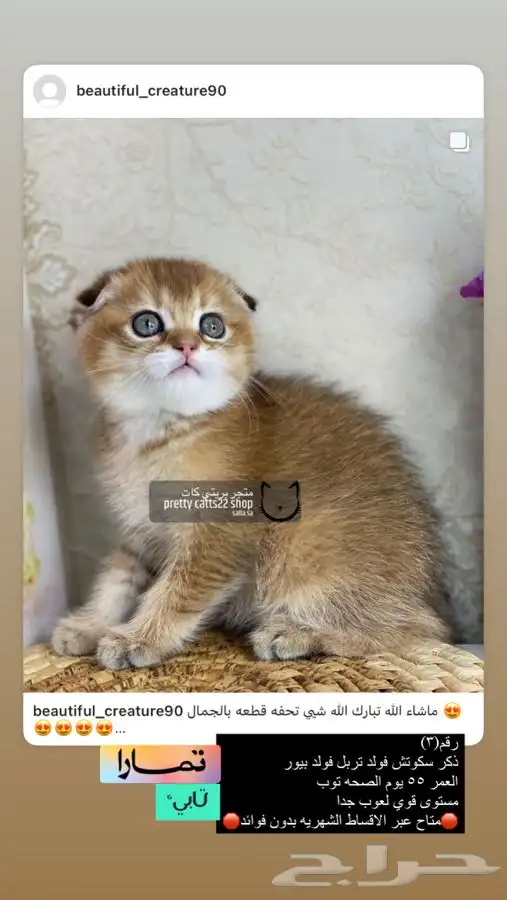 سكوتش فولد تربل فولد كيتن سكوتش بيور مسجل قطط قط قطه قطوه 0