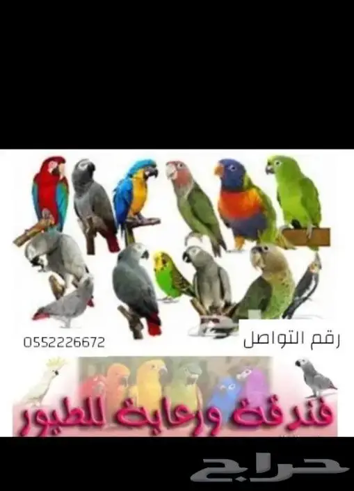 ترويض توليف وفندقه وعياده 3