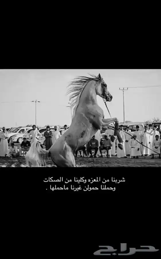 مربط واسطبل السريح علاج تحليق متابعه يومي 0