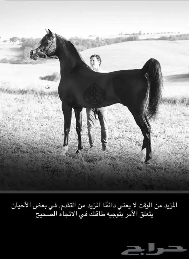 مربط واسطبل السريح علاج تحليق متابعه يومي 1