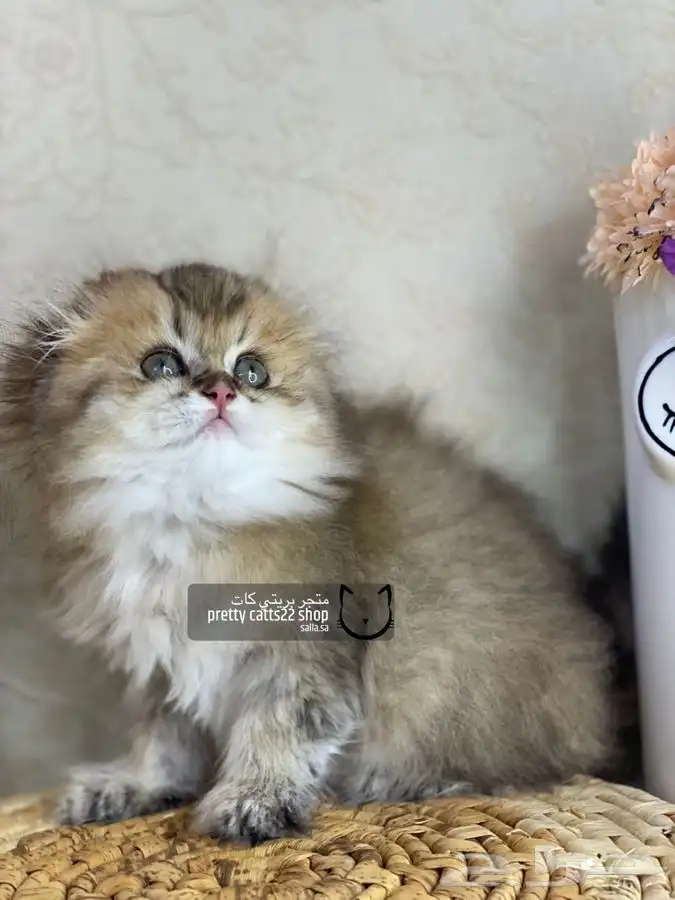 سكوتش فولد تربل فولد كيتن سكوتش بيور مسجل قطط قط قطه قطوه 11