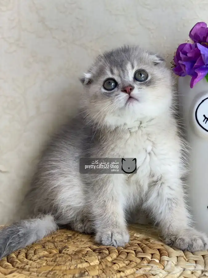 سكوتش فولد تربل فولد كيتن سكوتش بيور مسجل قطط قط قطه قطوه 4