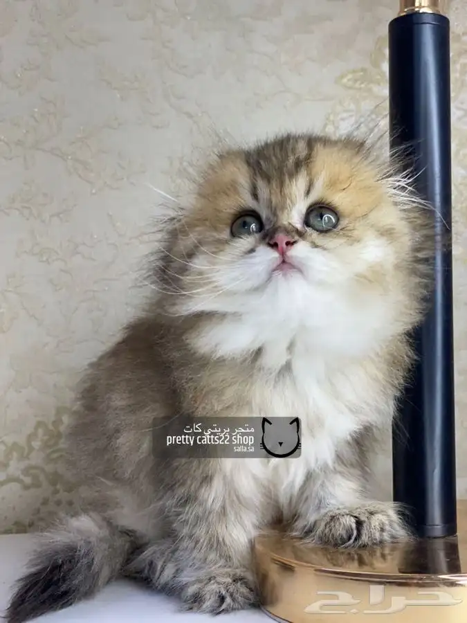 سكوتش فولد تربل فولد كيتن سكوتش بيور مسجل قطط قط قطه قطوه 9