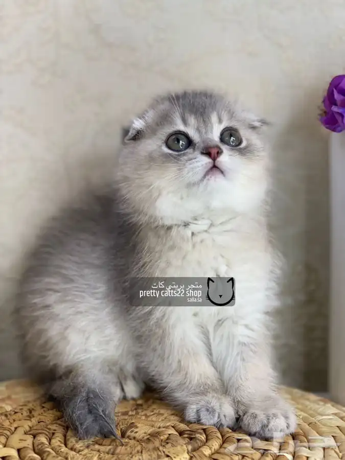 سكوتش فولد تربل فولد كيتن سكوتش بيور مسجل قطط قط قطه قطوه 5