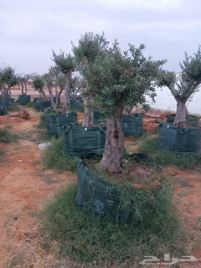 شجر زيتون للبيع معمر وغير معمر 11