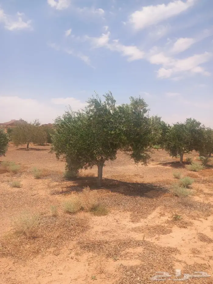 شجر زيتون للبيع معمر وغير معمر 6