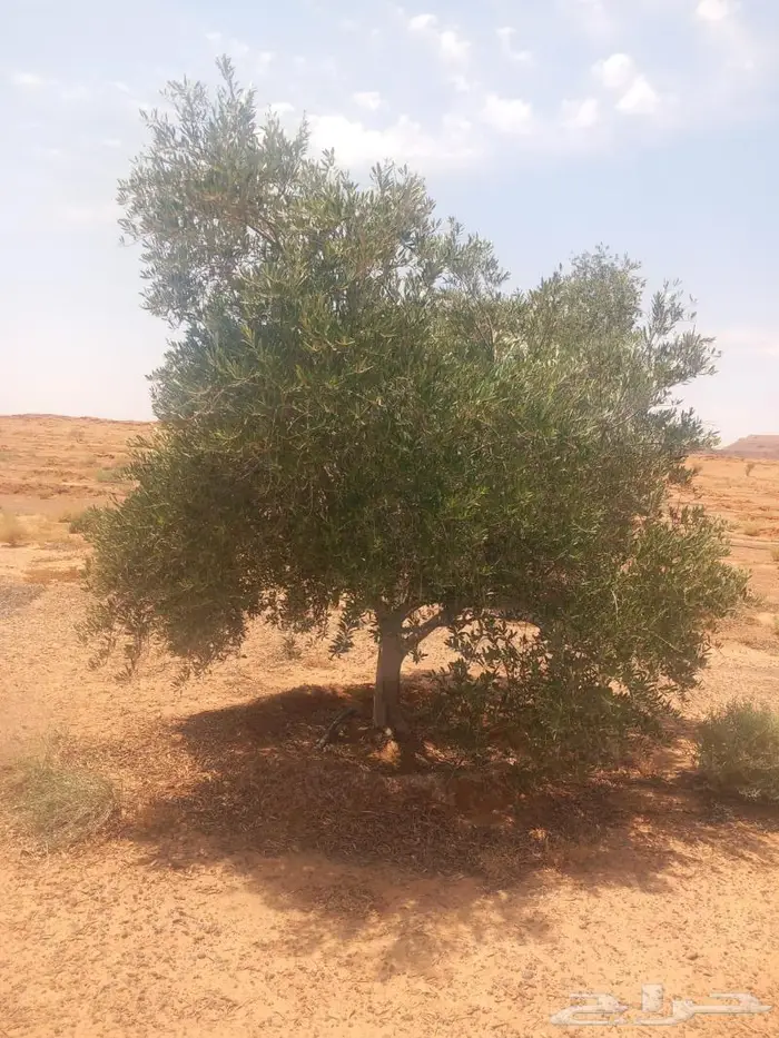 شجر زيتون للبيع معمر وغير معمر 13