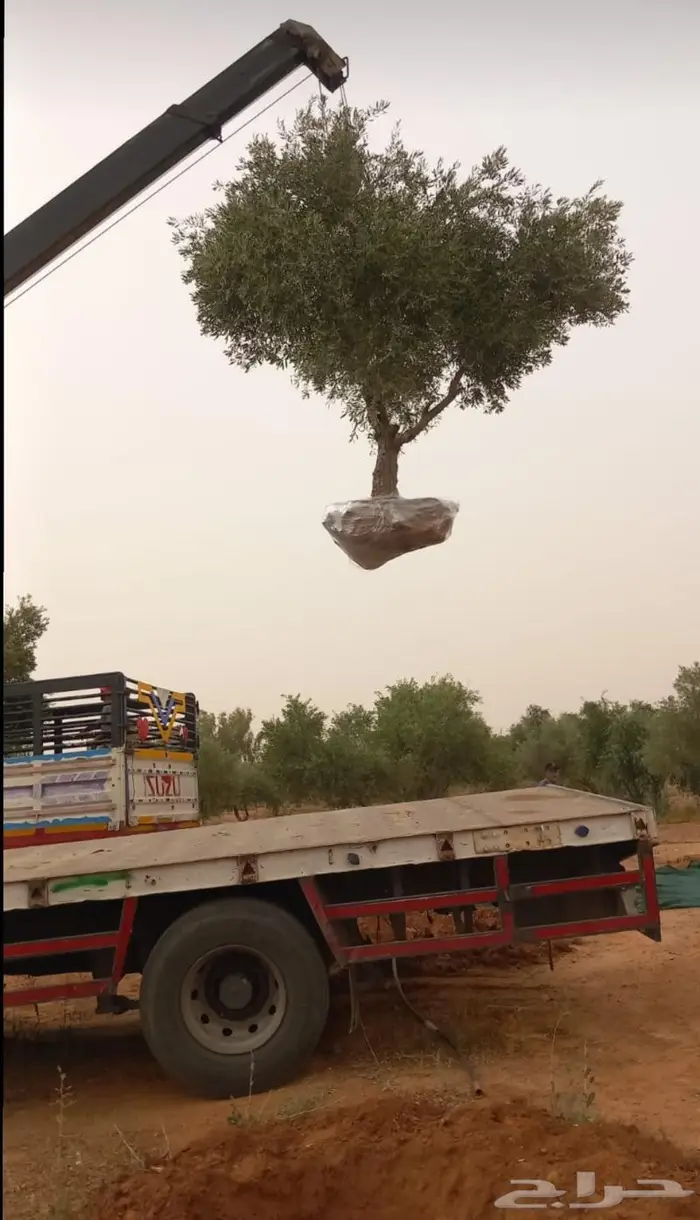 شجر زيتون للبيع معمر وغير معمر 0
